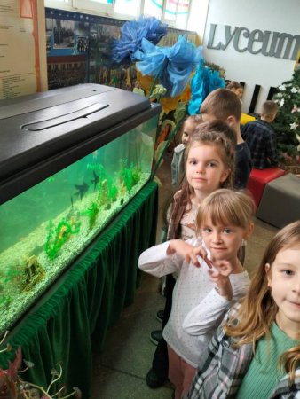 Відновлено акваріум для спостереження та дослідження