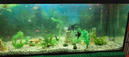 Відновлено акваріум для спостереження та дослідження