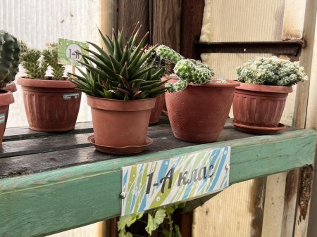 Теплиця ліцею — простір досліджень і натхнення