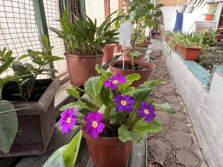 Теплиця ліцею — простір досліджень і натхнення