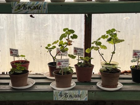 Теплиця ліцею — простір досліджень і натхнення