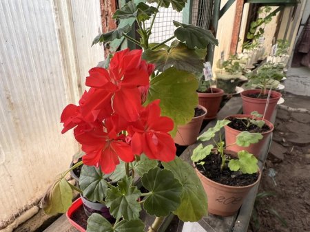 Теплиця ліцею — простір досліджень і натхнення