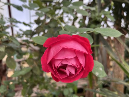 Теплиця ліцею — простір досліджень і натхнення