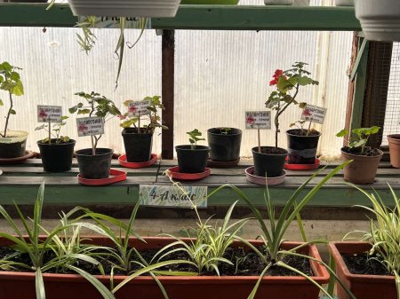 Теплиця ліцею — простір досліджень і натхнення